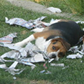 Dog lies on torn-up newspaper.