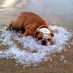Dog-Tips-And-Tricks-For-Summer-Picture-With-Ice-Cube