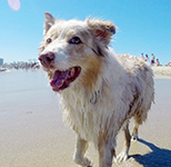 Sophie Long Beach Dog Park